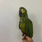 ببغاء مكاو فرخ