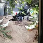 للبيع دجاج وثلاثا بط بكيني