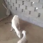 نعجه منتوج معاها رخل ضروبه حري