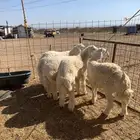 حري ذبايح زواج ذبائح مناسبات يوجد صلخ وتوصيل