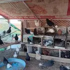 حامام نوري  بكستاني