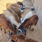 برابر للجمله وسواكني مربي
