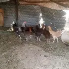 دجاج بلدي للبيع