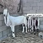 معزا هولنديه جفرتين اربع شهور جفره تيس هولندي جذع معزه فحل