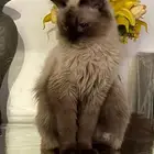 للبيع قط هملايا