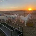 معزا هولندي 7