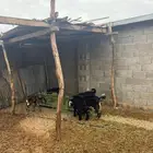 تيوس وخرفان فوق الكفو