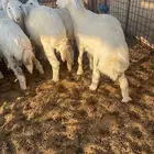 للبيع بهم حري