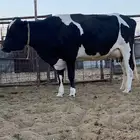 بقر هولندي فاخره