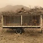 عربات نحل