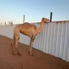 هجن