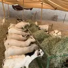 تيوس صومالي تربيه وجديد