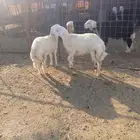 خرفان ذبايح