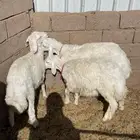 للبيع خرفان حري جبره
