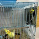 زوج كراون منتج