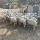 غنم مقاني