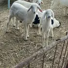 بهم حري تربيه