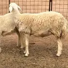 حريات حرش صنف
