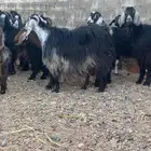 معزا عوارض دفيع مراح واحد