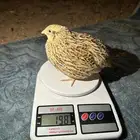 سمان فري مريعي سوبر جامبو