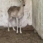 هولىنديات