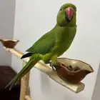 درة للبيع جاهزة للانتاج