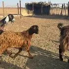 تيس للبيع 6 شهور تقريبا