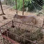 فحل عمر 7 شهور