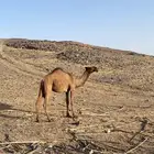 بكره مفرودة للبيع