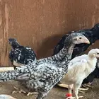 فروخ شامو الماني دم هزاز