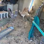 دجاج بلدي العدد 20 مع ديكين العمر لا اعلم