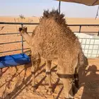 قعود