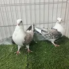 حمام روماني