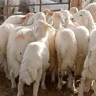 هرفي حري
