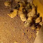 صيصان بلدي العمر شهر