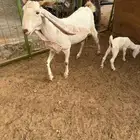 عنز هولنديه فاخره صنف الصنف