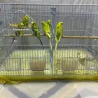 طيور بادجي ذكور كلهم