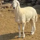 مشروع فحل صنف فاخر من انتاج المراح للبيع