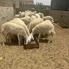 غنم صنف شعره قطنيه