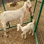 عنز فاخره صنف الصنف جرم ناهي