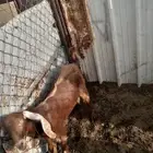 تيس للبيع عمره ست شهور رقم التواصل