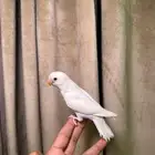 روزات البينو اليفة ( تم البيع )
