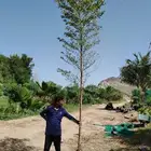 ترمناليا اشجار ترمناليا