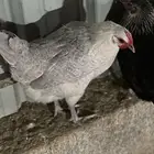 دجاج فيومي نظيف مستعجل