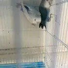 زوج روز منتج