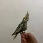 كروان اليف
