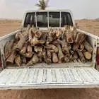 صندوق ددسن مسحه غمارتين شرط يابس