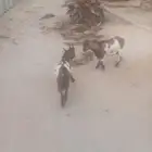 للبيع