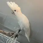 كوكاتو ديكروب
