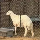 فحل حري مشروط صحة ونسف ومالطية